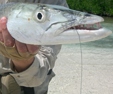 Fly Fishing for barracuda in Ascension Bay Mexico
